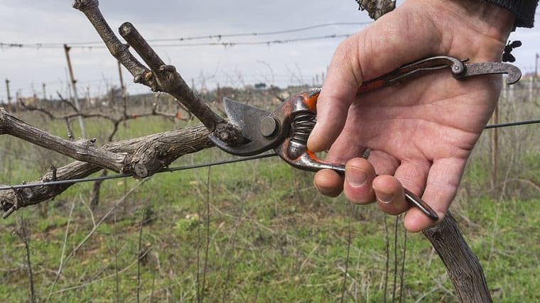 pruning branches in a vineyard