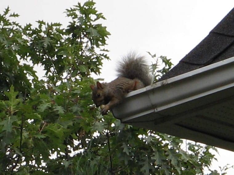 squirrel - Satan targets your mind