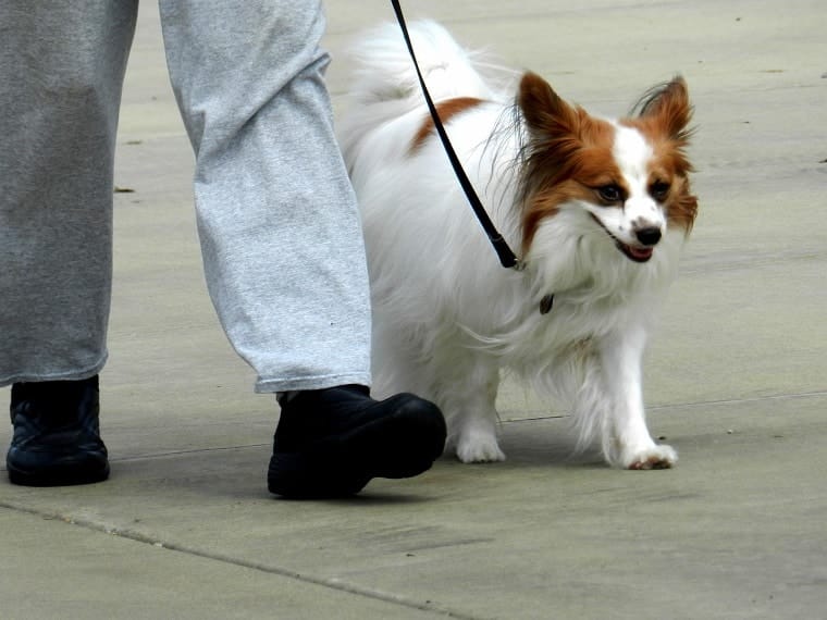 Obedience school - dog learning to obey