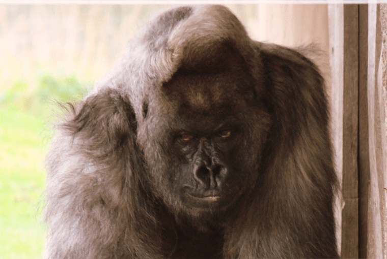 spiritual warfare an 800 pound gorilla