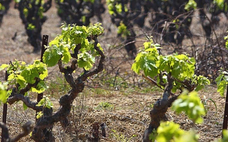 grape vines - pruning