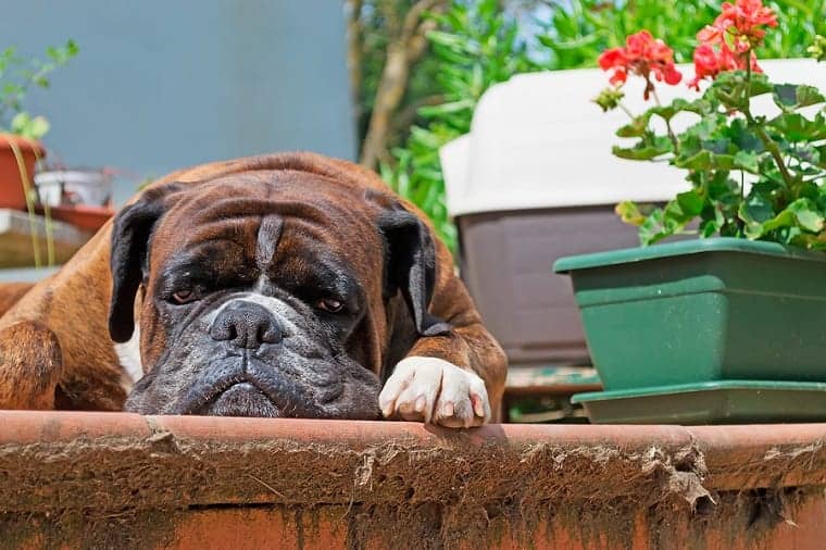 dog on porch - to defeat the flesh you have to move