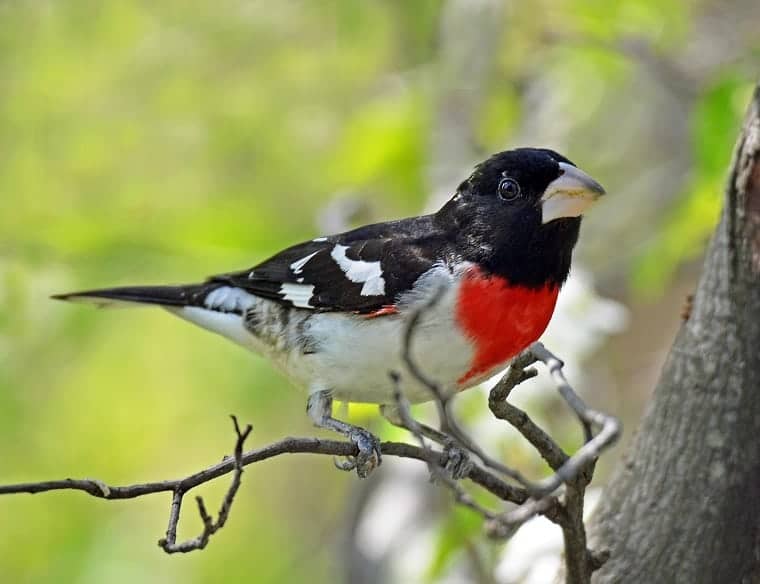 Understanding types of birds is like understanding evil desires