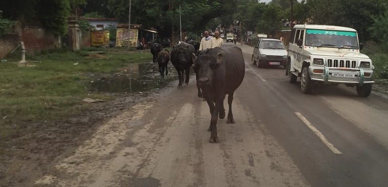 cows in street - be conformed