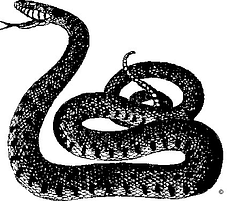 coiledsnake Medium